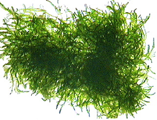  Valoniopsis pachynema (Hair Algae)